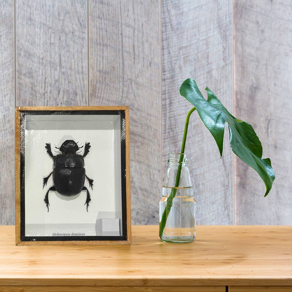 VIE - Wholesale Wall Accent - Framed Insect, Assorted41