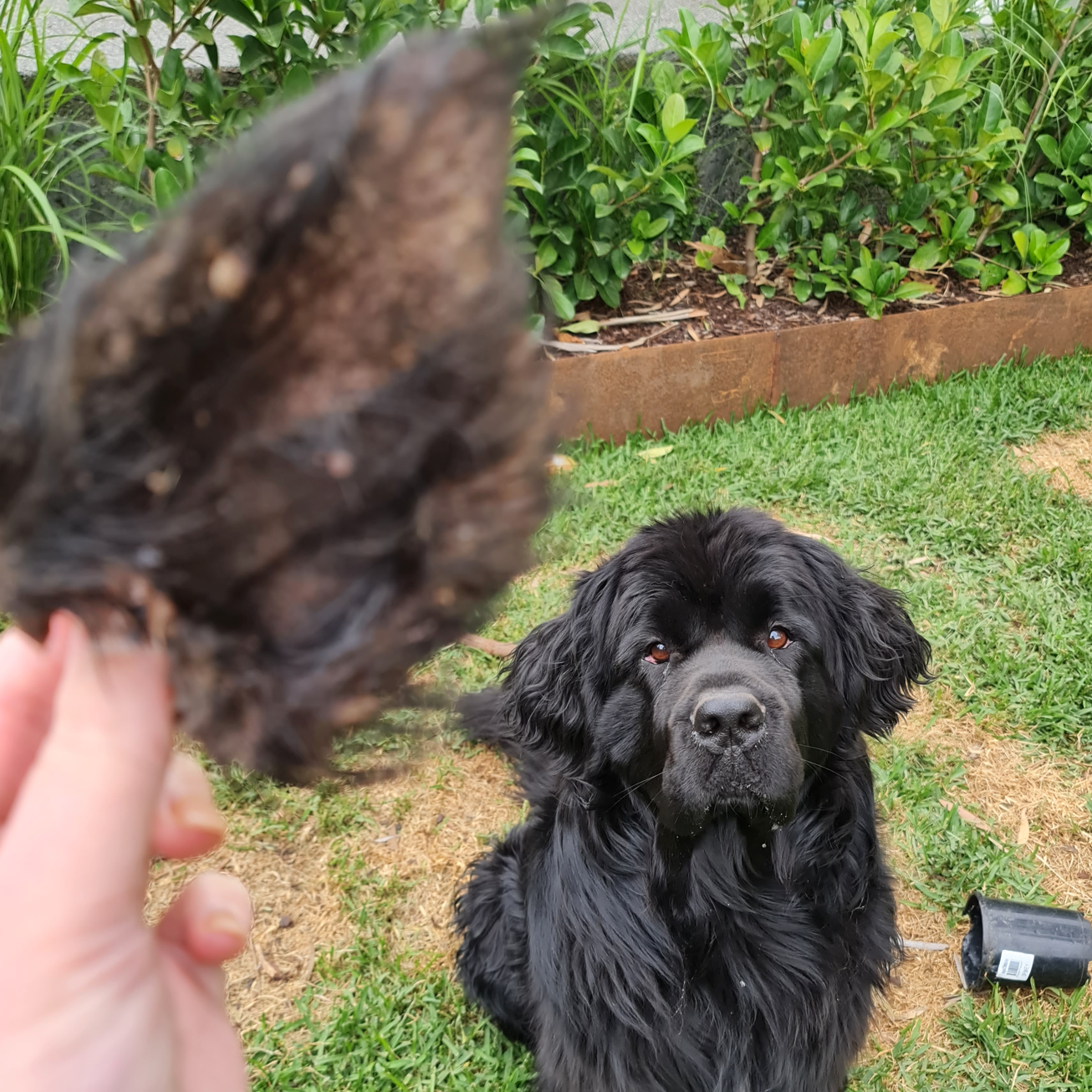 Rover Pet Products - Wholesale Pet Treats - Dog - Don't Be Boaring - Boar Ears4