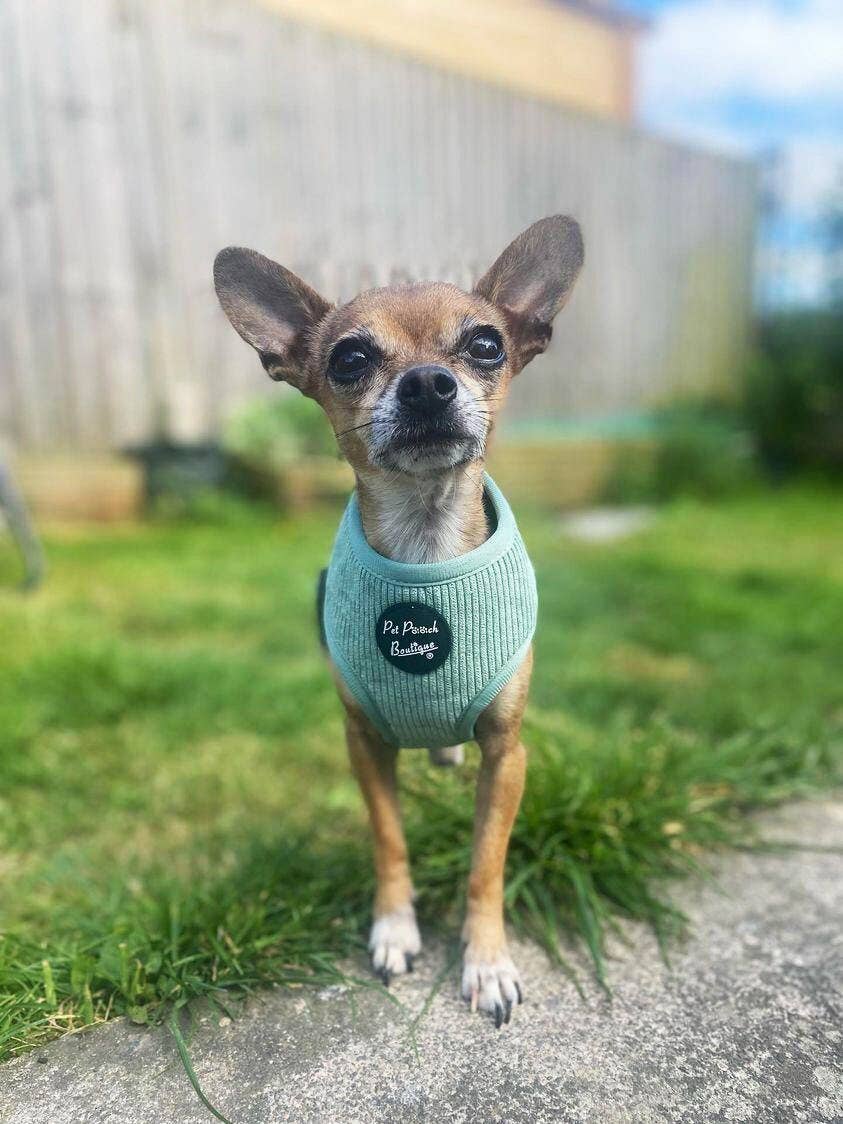 Pet Pooch Boutique – Engroshandel Kæledyrssele – Hund – Sage Green Cord hvalpesele XS-L (forår/blød)6