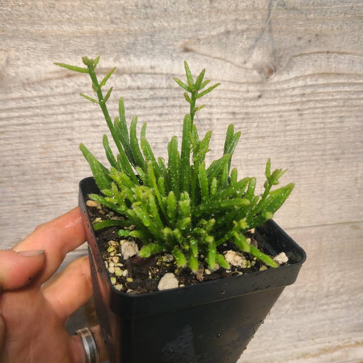 Rhipsalis sp. for wholesale by Buzz + Thrive Gardens