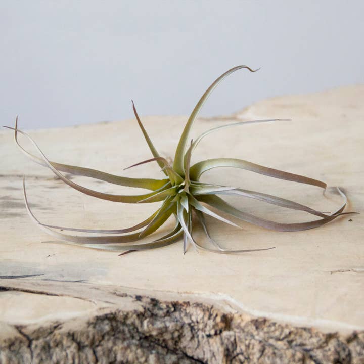 Chive - Wholesale Artificial Plant - Air Plant Artificial Kit - 60 piece Assortment3