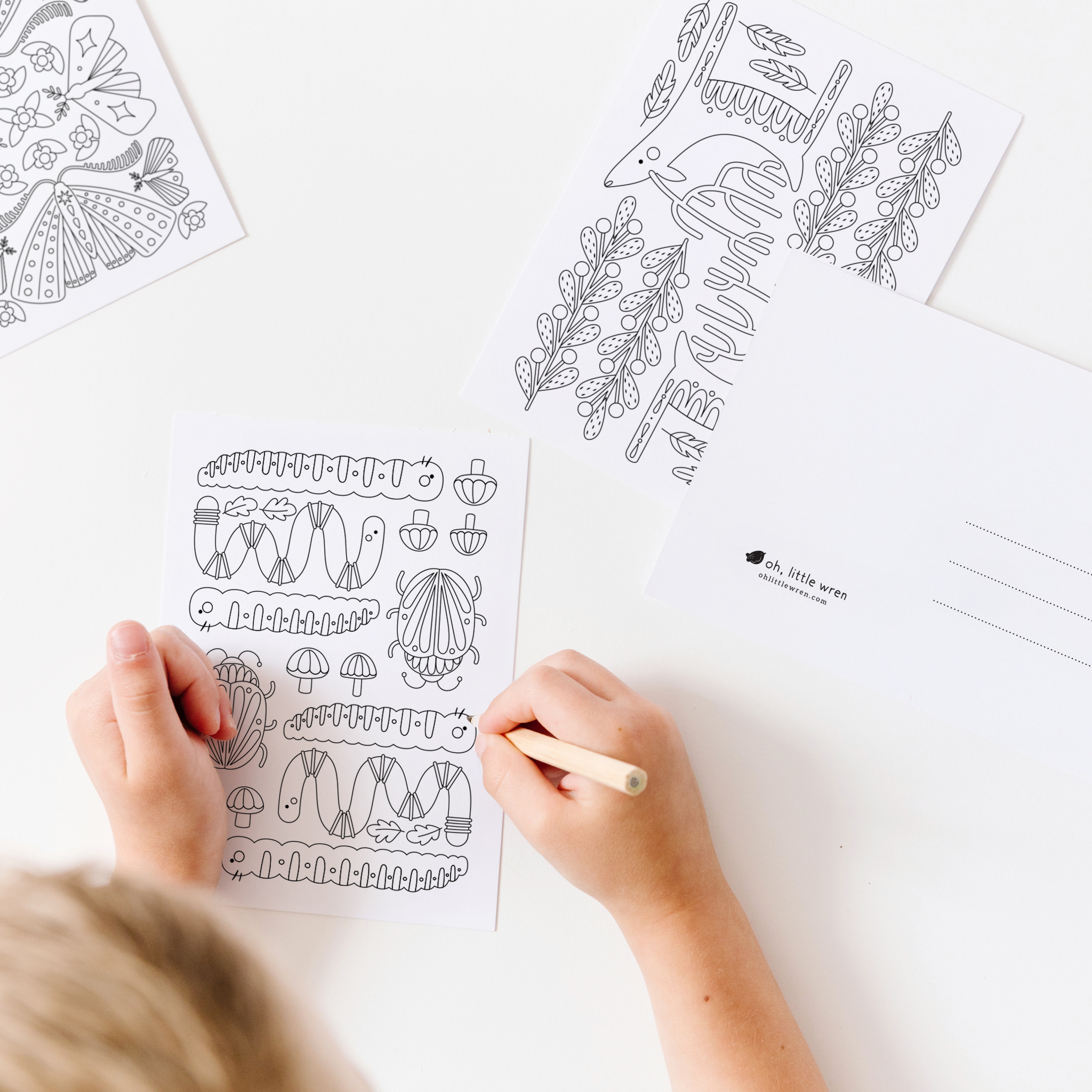 oh, little wren - Wholesale Postcard Set - Wonders + Wilds Coloring Postcards | 14 Illustrated Art Card1