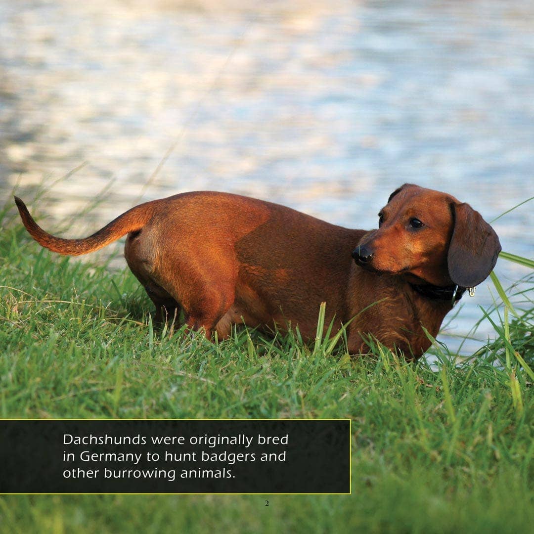 My Incredible World - Wholesale Pets - Dachshunds! A My Incredible World Picture Book for Children2