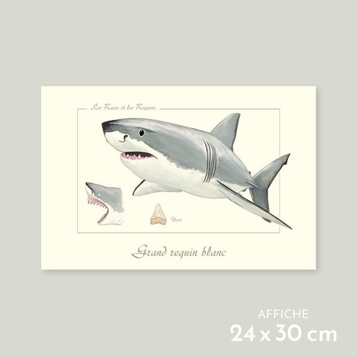 Great white shark - Poster for wholesale by Longue-vue