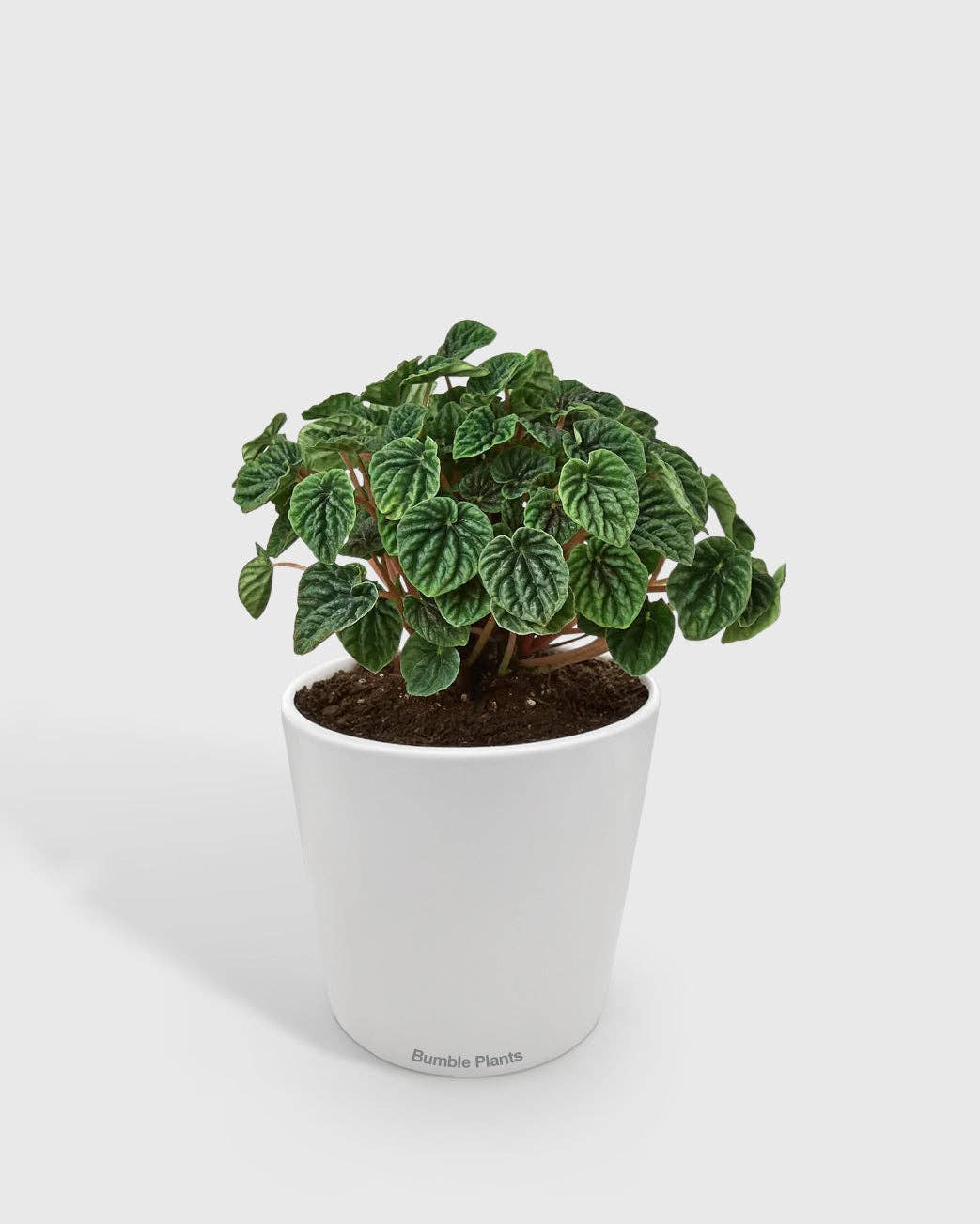 Bumble Plants - Wholesale Live Plant - Peperomia Emerald Ripple Pepper2
