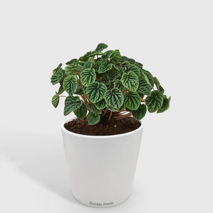Bumble Plants - Wholesale Live Plant - Peperomia Emerald Ripple Pepper2