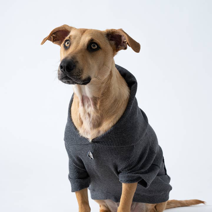 The Waffle Pet Hoodie - VENDITA FINALE e ulteriori Risultati per vendita all di cialde all'ingrosso. Resi gratuiti e termini di pagamento a 60 giorni su Faire in tendenza su Faire.
