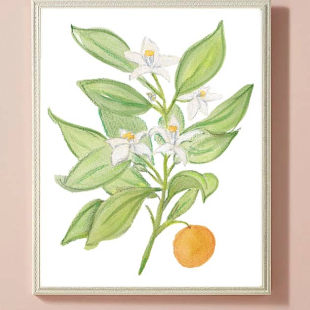 Lauren Q Design Studio - Wholesale Art Print - Orange Blossom Botanical Watercolor Print0