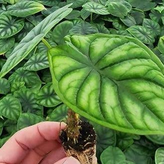 Dick's Sticks and Exotics - Wholesale Live Plant - Alocasia Dragon Scale. 0