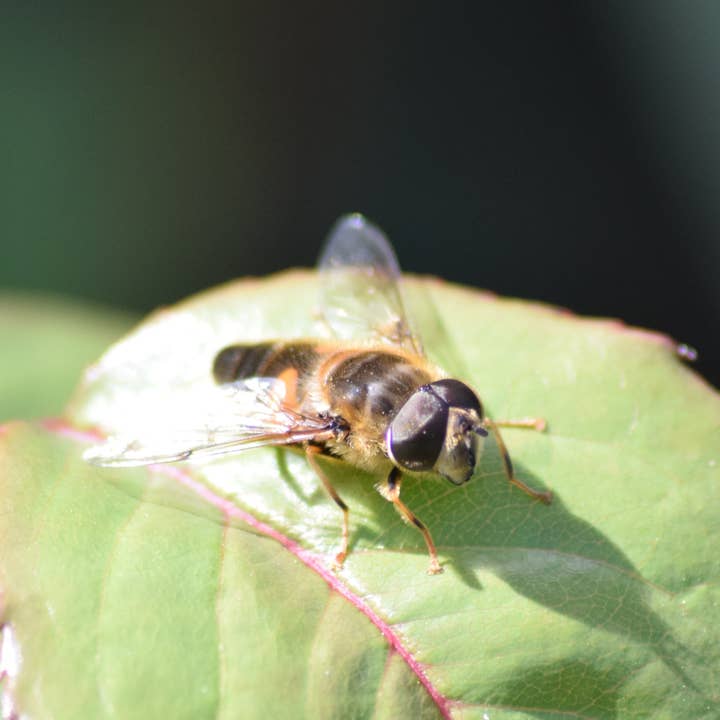 Drone fly2 A4 print for wholesale by Red Berry Photos