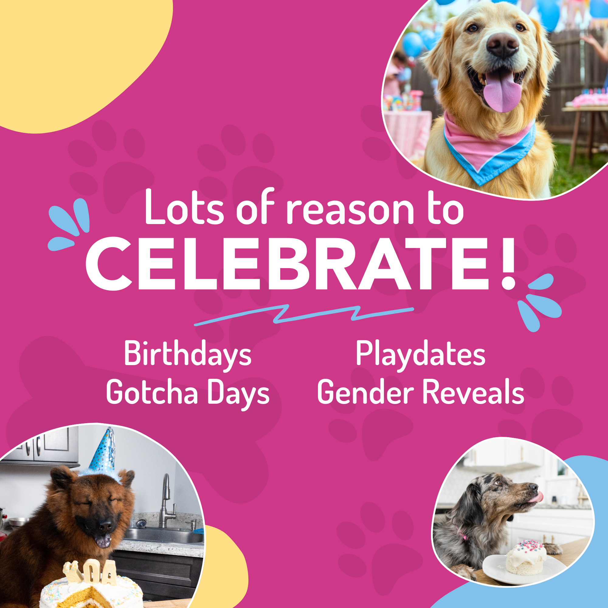 Puppy Cake LLC - Wholesale Pet Treats - Dog - Dog Birthday Cake Kit7