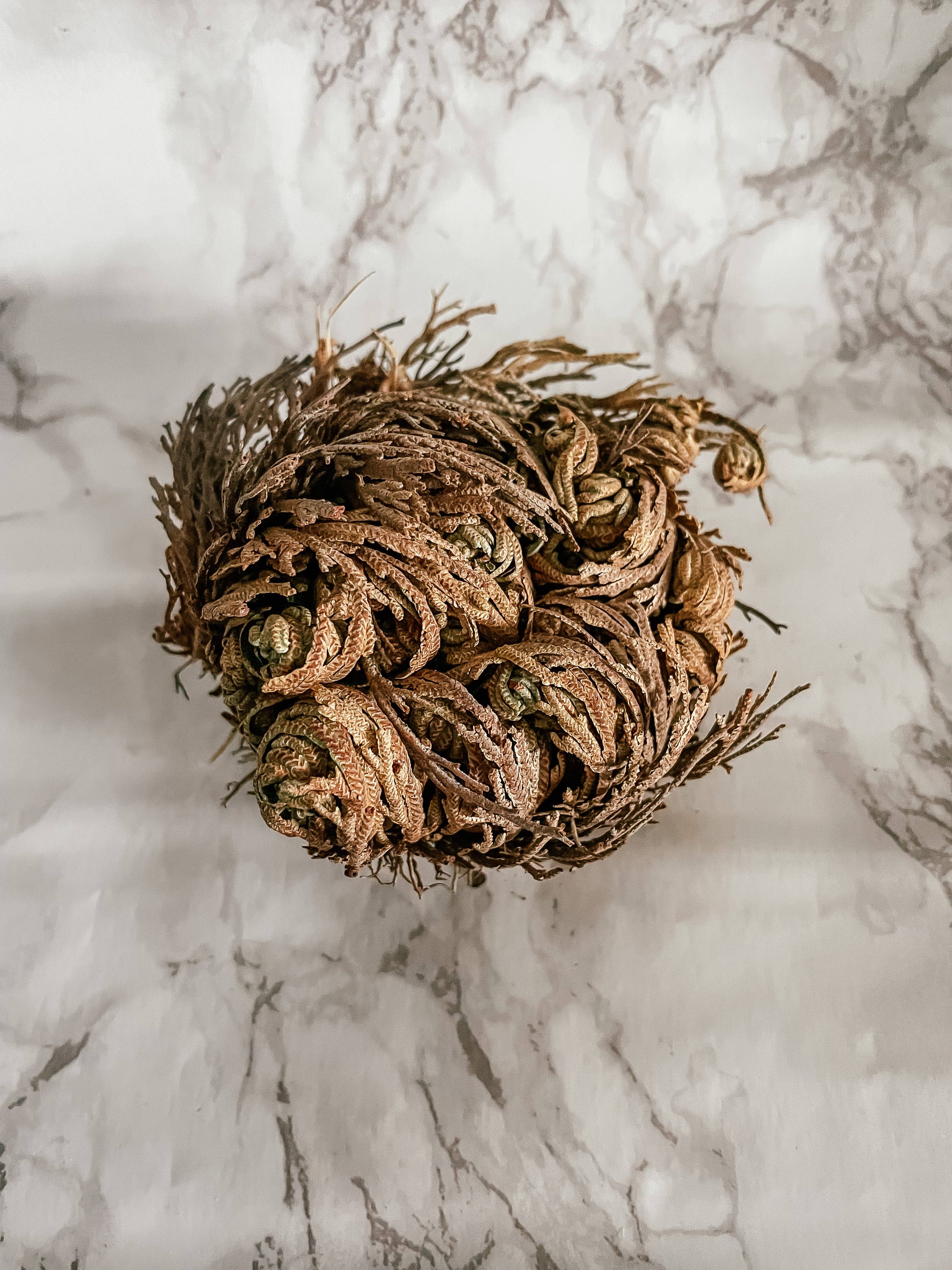 Peach and Pixie - Wholesale Live Plant - Rose of Jericho Flower, Sustainably Harvested1