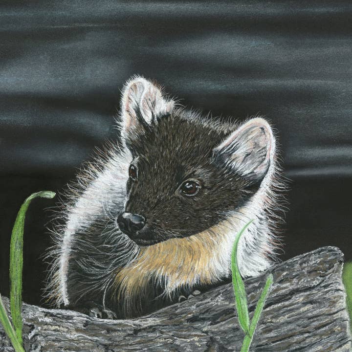 Tryck av originalpastellkonstverk 'Pinemartin' för wholesale av Michelle Hewitt Wildlife Artist
