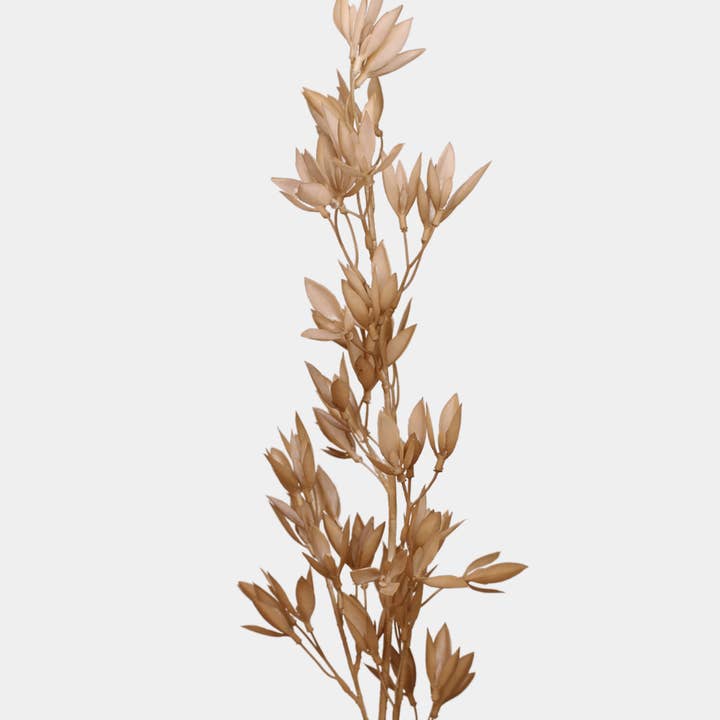 Brown Grass Foliage Stem - Realistic Artificial Flowers and other Purchase Wholesale brisbane foliage. Free Returns & Net 60 Terms on Faire trending on Faire.