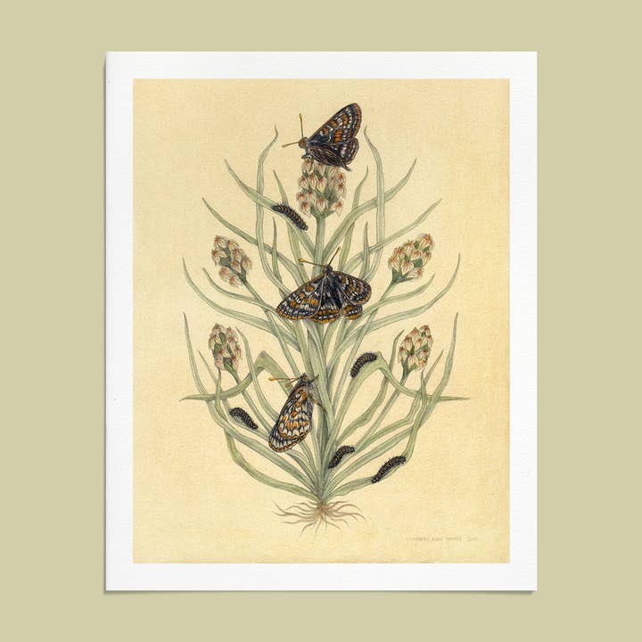 8x10" Fine Art Giclee Print: Bay Area Scientific Illustration for wholesale by Mustard Beetle