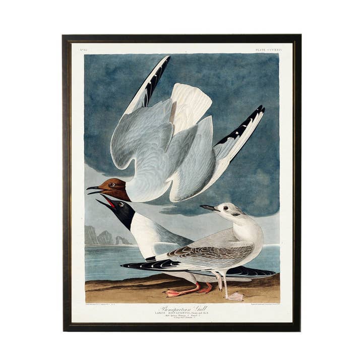 Boekenplaat Bonapartian Gull voor wholesale door Antique Curiosities Inc