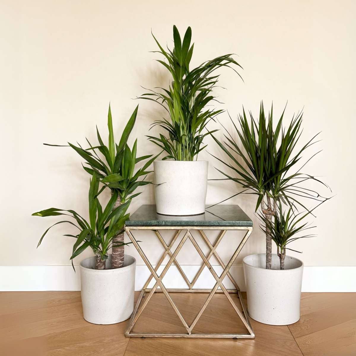 Oasis of Life - Wholesale Live Plant - XL Indoor Palm Set – Set of 3 Large Indoor Palms – Height 70–90cm – Ø17cm – Palm Mix with Areca, Yucca & Dracaena – Easy-care Air-purifying Plants for Living Room & Office8