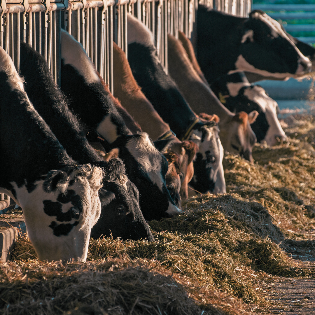 Biogård - Wholesale Pet Food - Dog - Particle pellets2