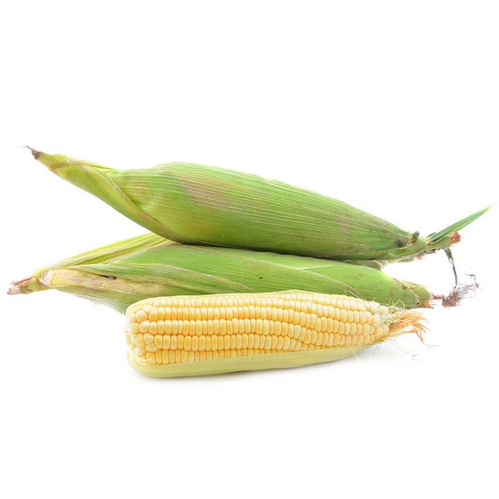 Bentley Seed Co. - Wholesale Plant Seeds - Corn, Golden Bantam Seed Packets3