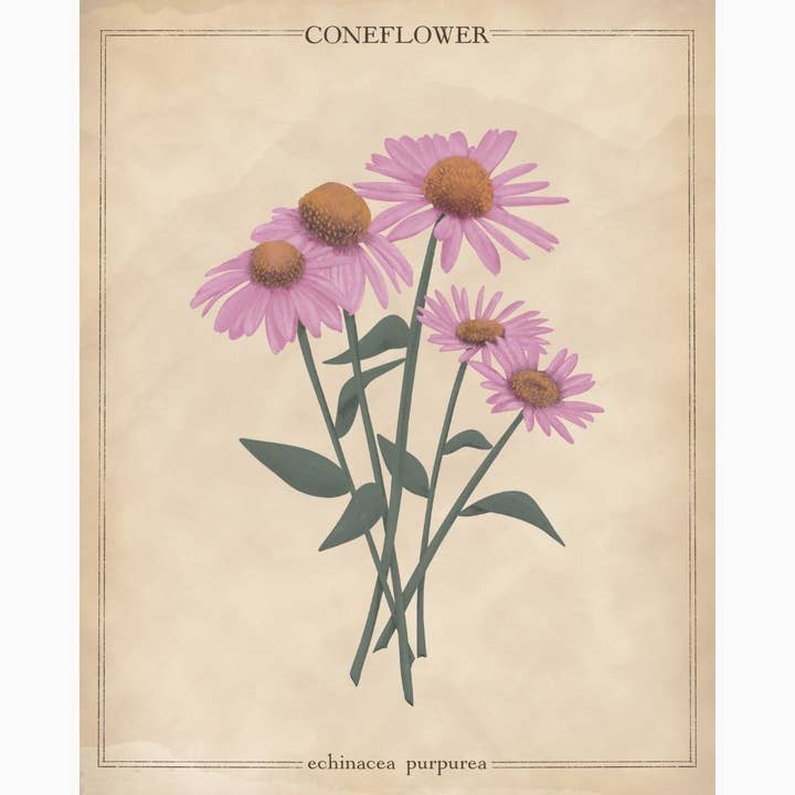 Vintage Inspirerad Rudbeckia Wildflower Blommig Botanisk Deta för wholesale av Brittany Bouyer