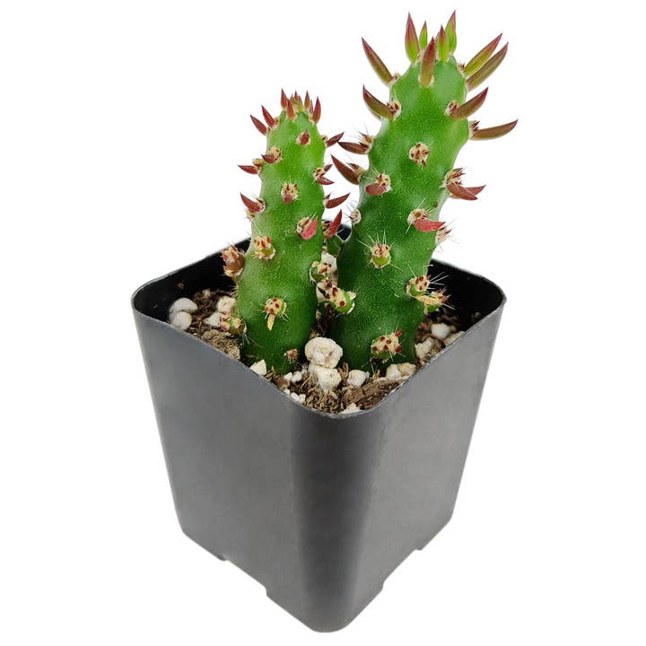 Best Plant Friend - Wholesale Live Plant - Eve's Needle Austrocylindropuntia subulata Cactus 2/4 in1