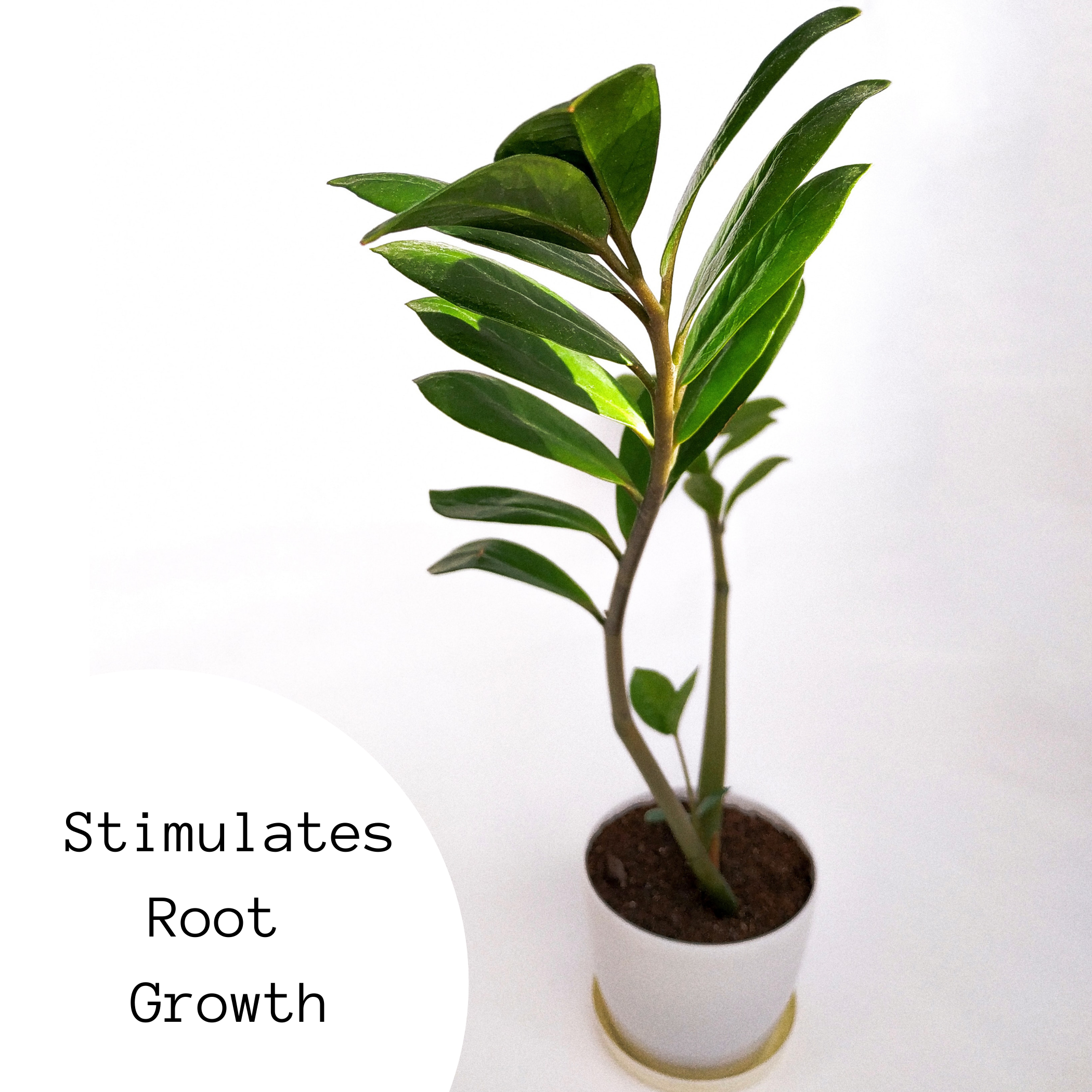 Hungry Houseplant - Wholesale Fertilizer - Case of 12: BLOOM Liquid Fish Fertilizer | 1.69 oz (50 ml)3