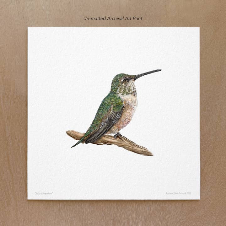 Rufous Hummingbird Art Print for wholesale by Rachael Bee Artwork