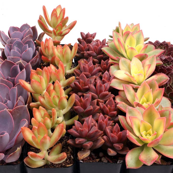 Mountain Crest Gardens - Wholesale Succulent - Nuthin' But Color Succulents 25-Pack (5 Varieties, 2" Pots)