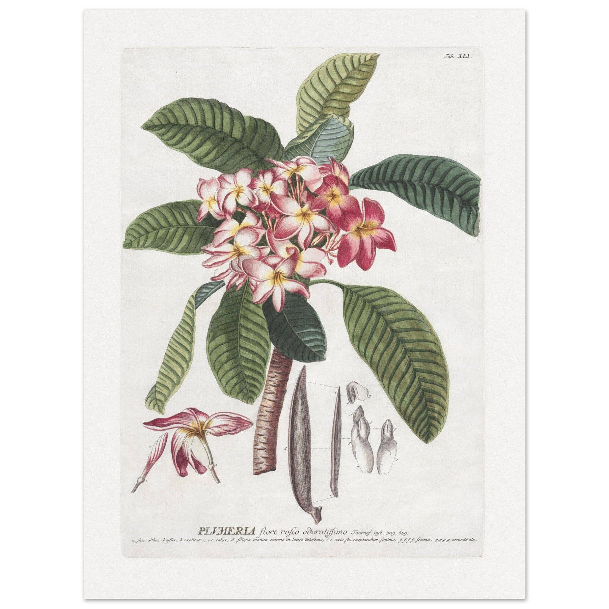 Maison de Paloma - Vendita all'ingrosso Stampa artistica - Plumeria8