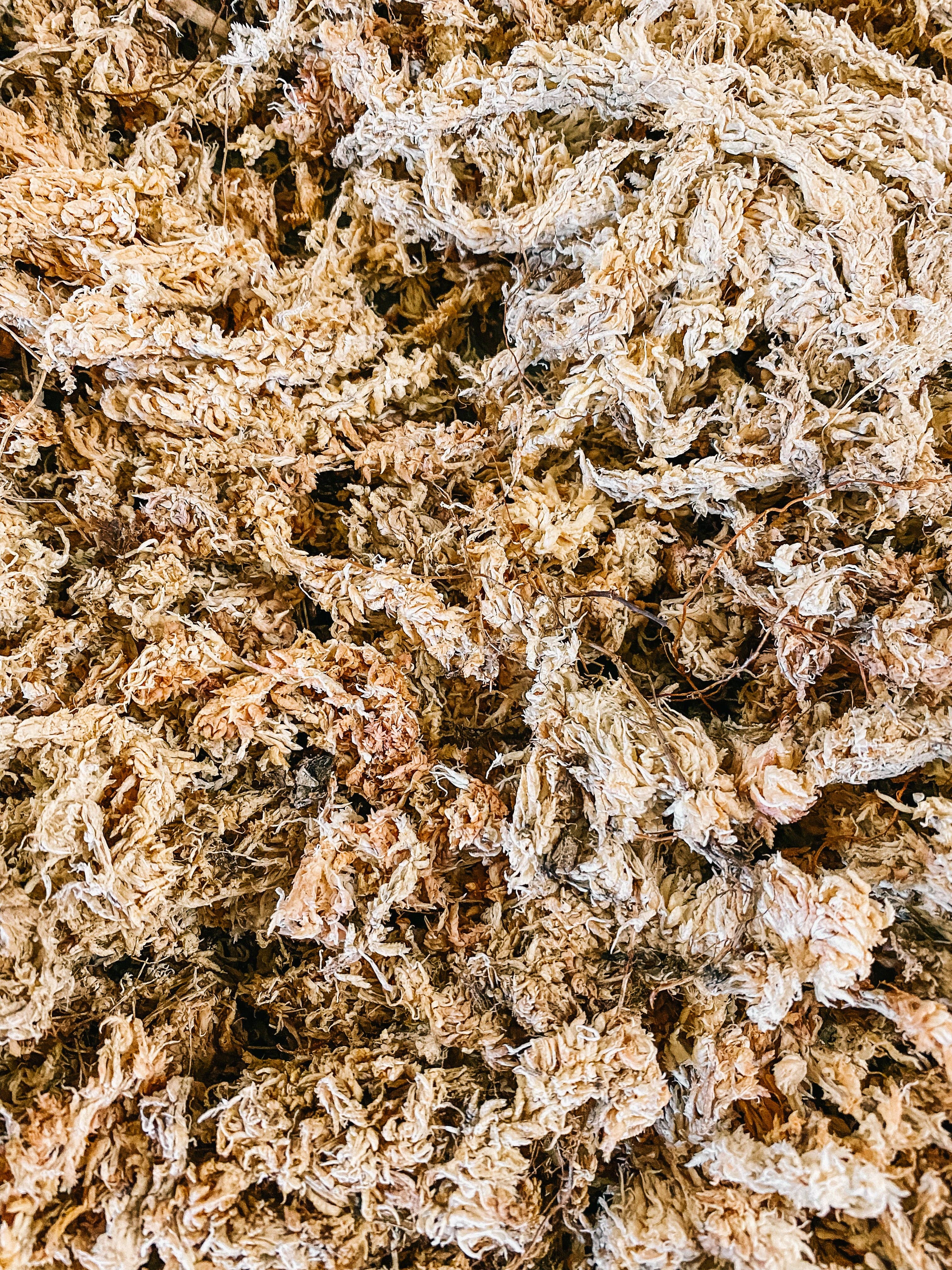 BWH Plant Co - Wholesale Planting/Potting Soil - Sphag Bag: 1 Gallon6