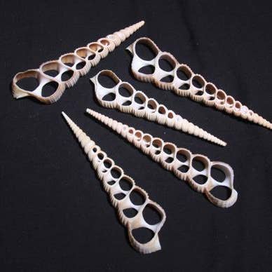 BROWN TURRITELLA 3-4" for wholesale by Darlene's Shells