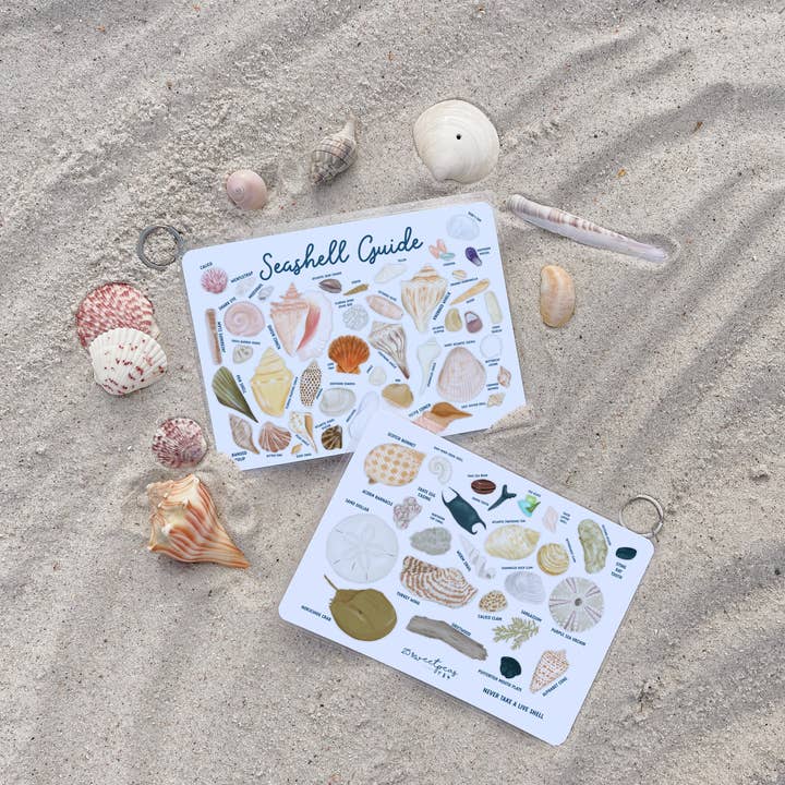 25 Sweetpeas - Wholesale Reference - Seashell Guide, Waterproof Shell Reference, Beach Bag, ID4