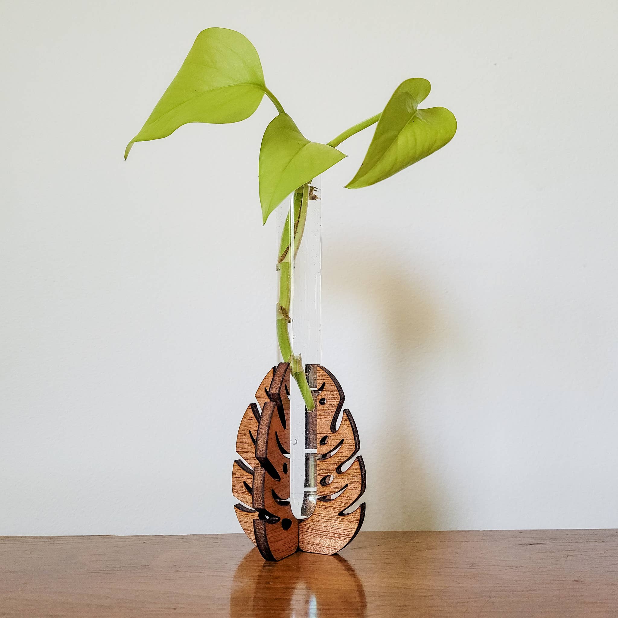 Leaf & Node - Wholesale Plant Pot - Test Tube Propagation Station - Monstera Test Tube Holder4