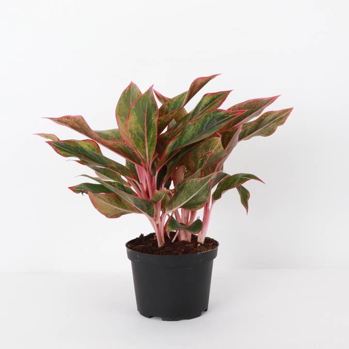 Thorsen's Greenhouse - Wholesale Live Plant - Red Siam Aglaonema - Live Plant