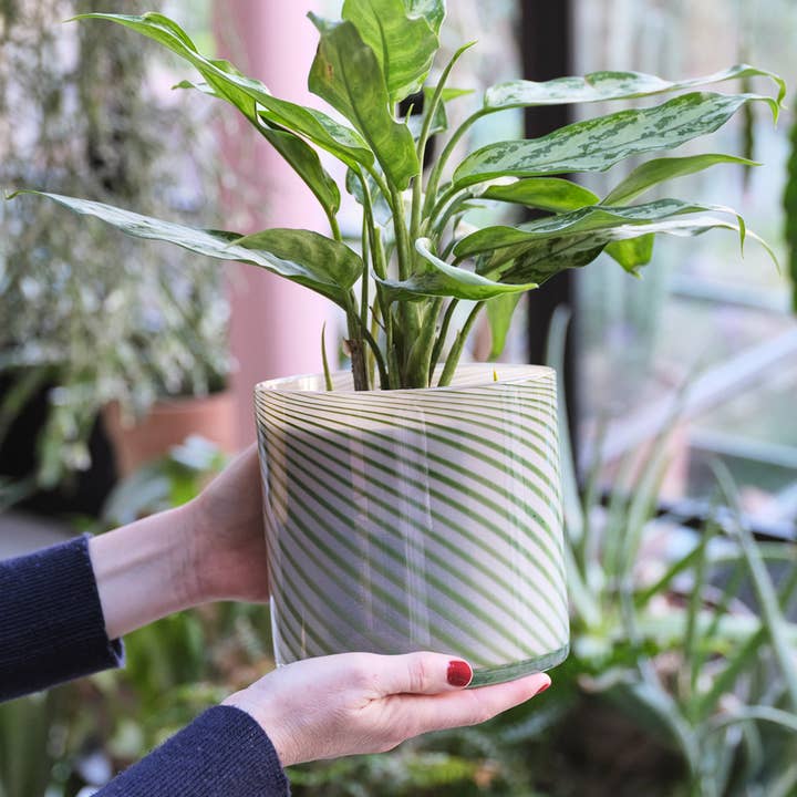 Wrap (US duties paid) - Wholesale Plant Pot - Large Spiral Glass Planter - Green0