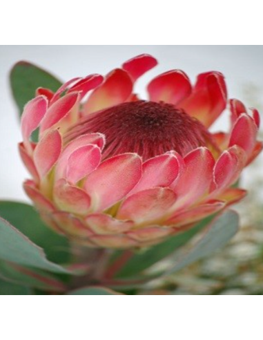 Florasource - Wholesale Fresh Cut Flowers - Protea Sylvia 15 / 30 Stems0