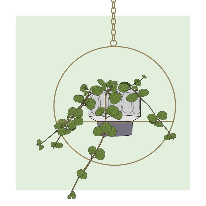 Peperomia Hope - 8"x8" art print for wholesale by Trellis & Tide