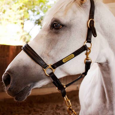 Horse ID Name Plate for wholesale by dogIDs