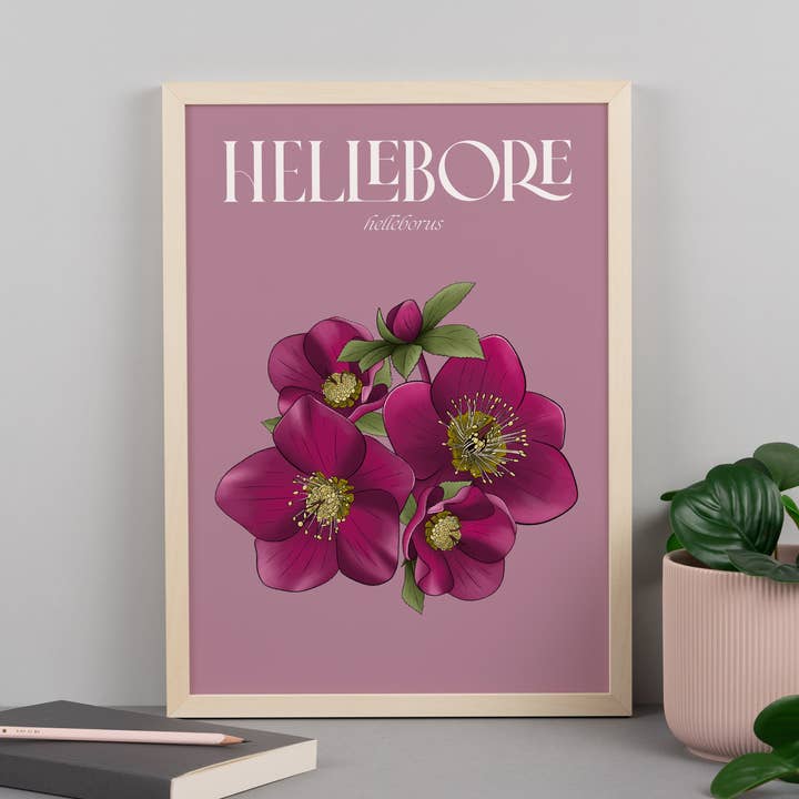 Hellebore Illustrated Floral Art Print for wholesale by Hayley Jade Design Studio
