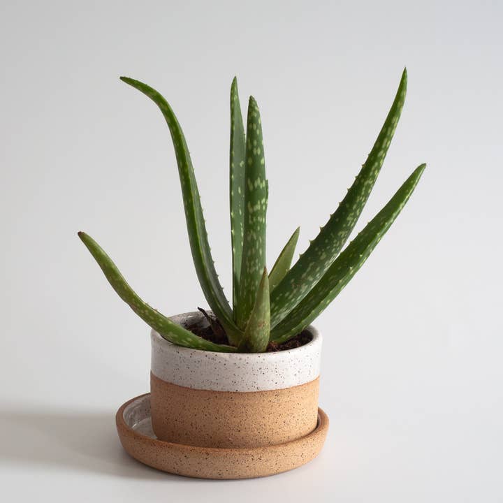 Pot de fleurs succulentes large pour la vente par RachaelPots