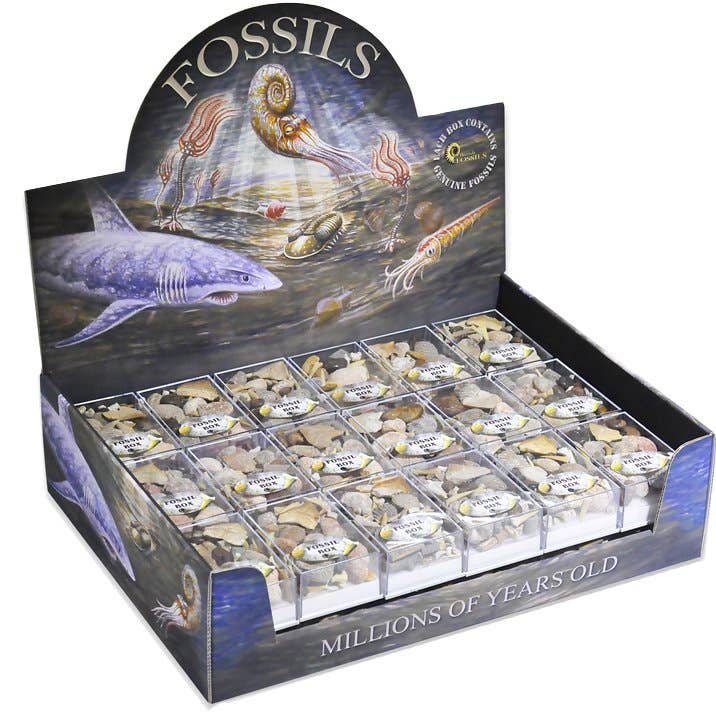 Science and Nature - Wholesale Retailer Display - Kids & Baby - Fossil Boxes (Display of 36)0