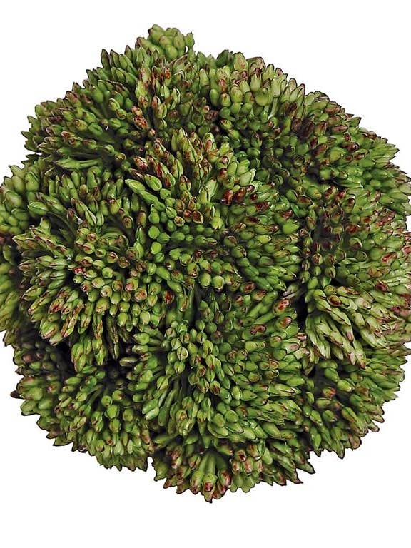 Sedum Orb, 4", Green for wholesale by Select Artificials, Inc.