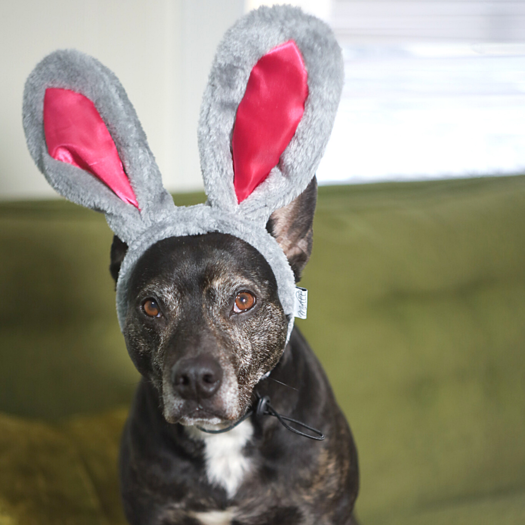 Midlee Designs - Wholesale Pet Costume - Dog - Midlee Easter Bunny Gray & Pink Rabbit Ears with Tail5