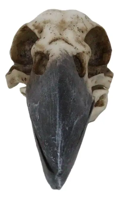 Pacific Trading – wholesale Decorative box – Raven Skull Box4