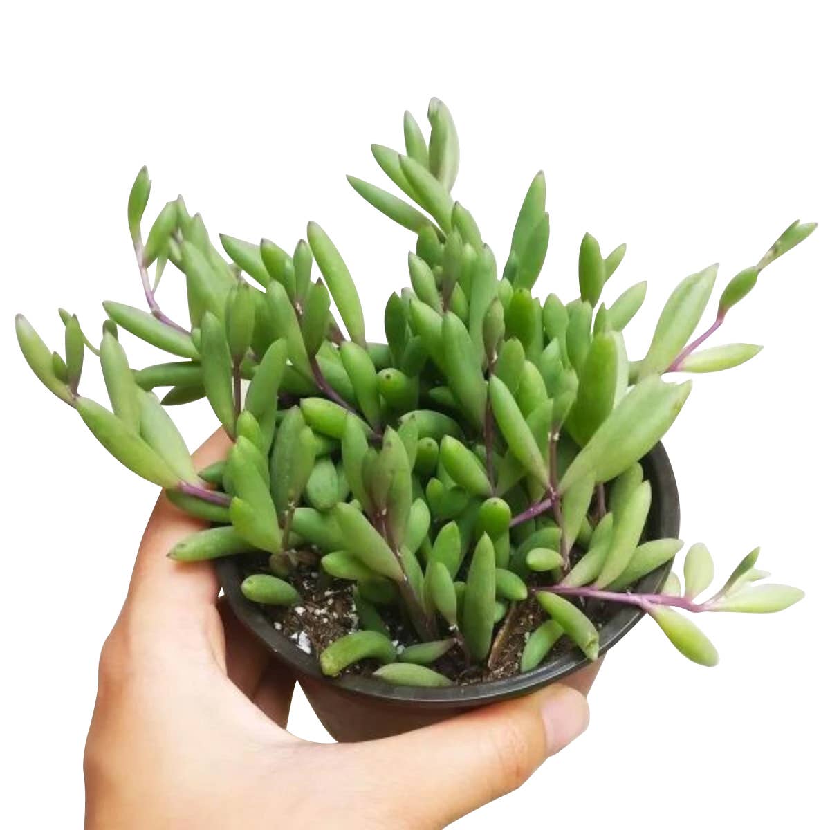 Best Plant Friend - Wholesale Succulent - Ruby Necklace Succulent - Hanging Succulents 2/4/6 inch2