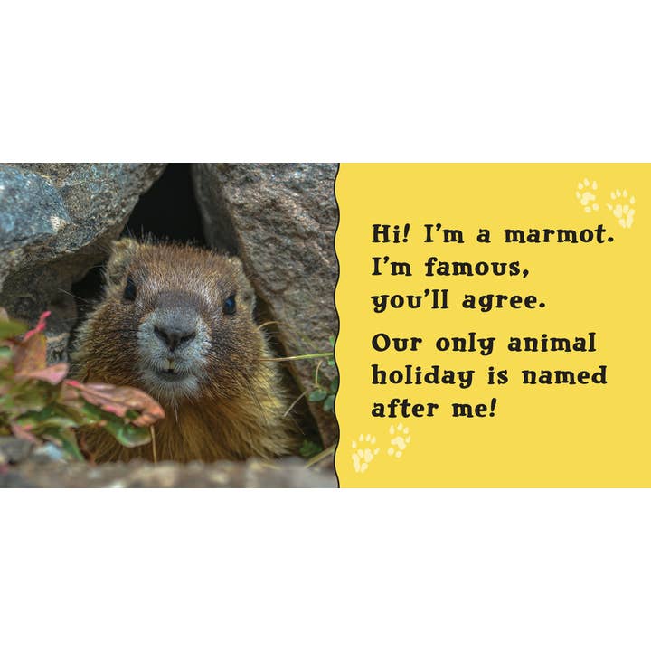 Farcountry Press - Wholesale Baby & Toddler Book (0-2) - Marmot Babies!1