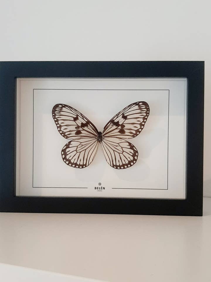 Idea Durvillei BUTTERFLY PUNO frame for wholesale by Belén Collection