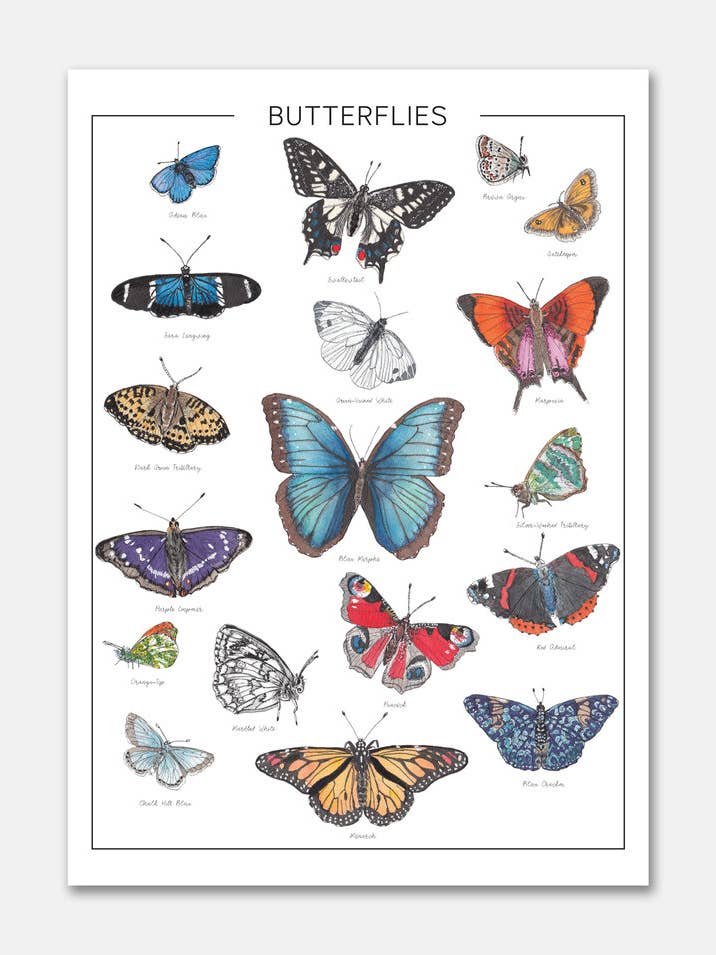 Fjärilarna - Illustrerad Diagram för wholesale av Heather Victoria Design