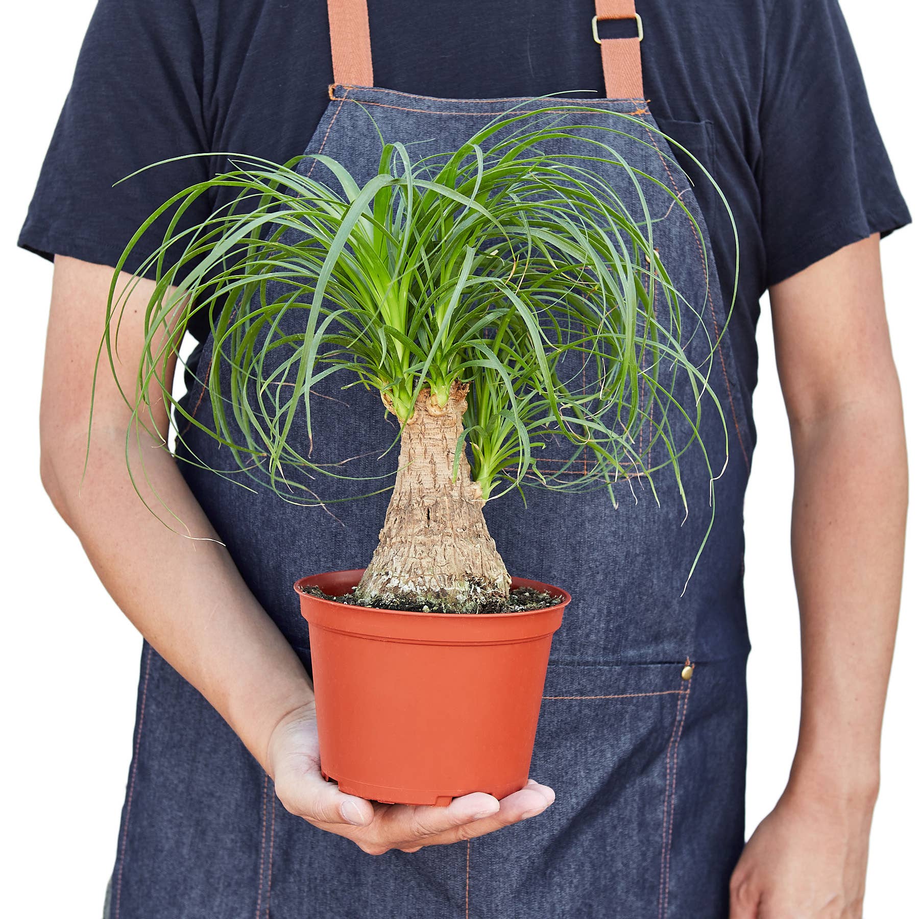 House Plant Wholesale - Wholesale Live Plant - PALM PONYTAIL 6-inch1