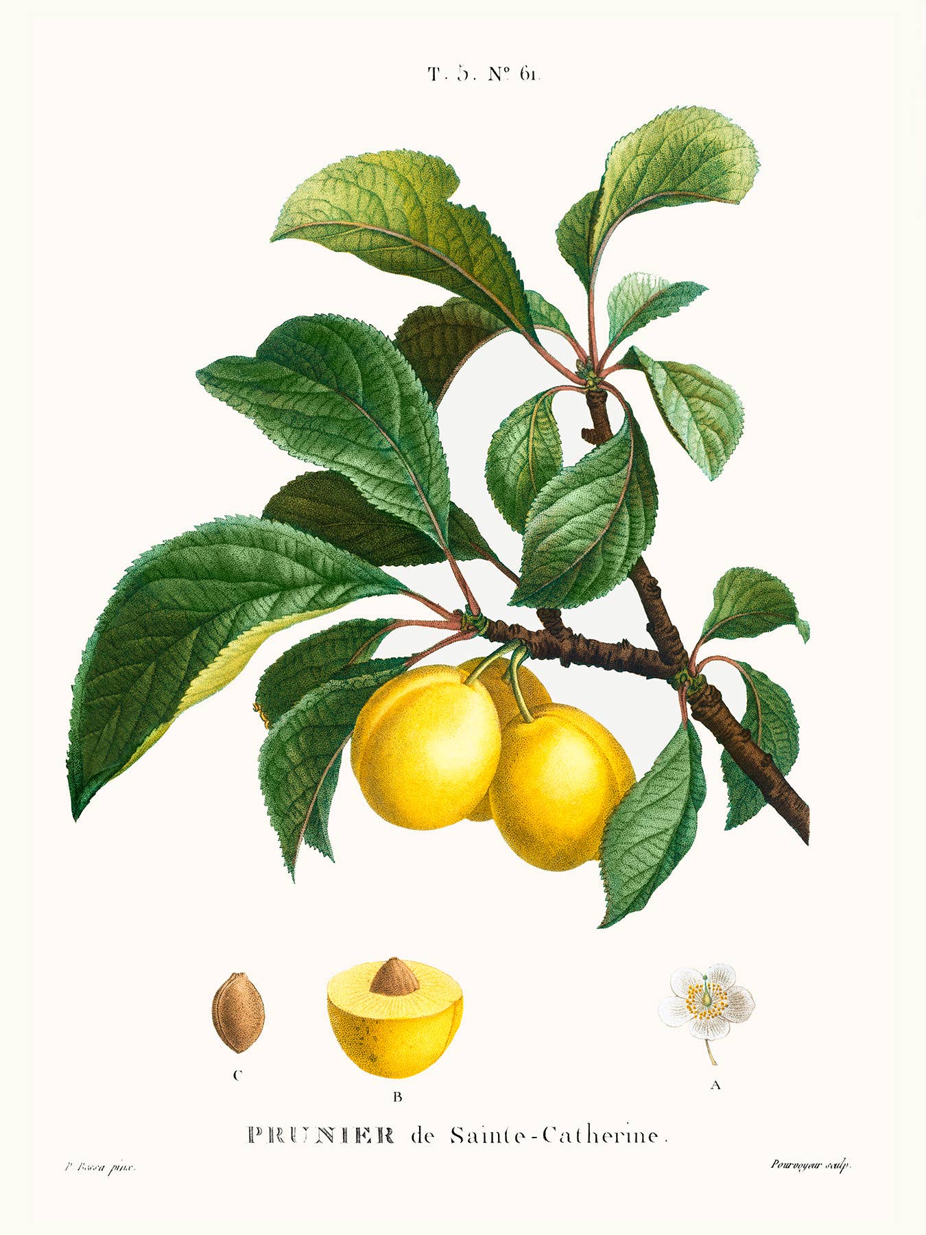 Esque - Wholesale Poster - Poster Yellow Plums - Botanical - 30 x 40 cm1